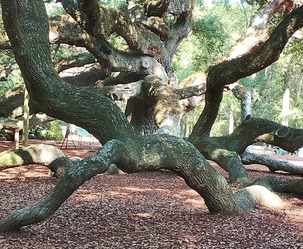 Angel Oak Tree-Johns Island必去景点