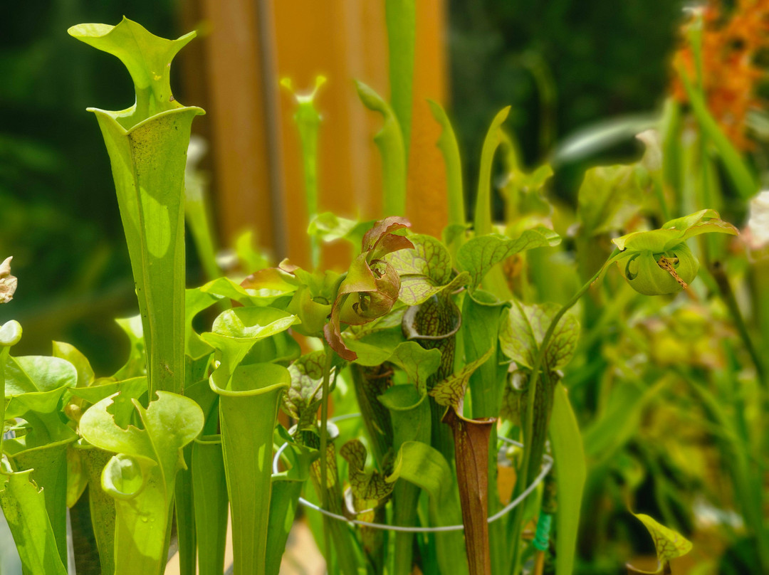 Orquidário MV-蒙特贝尔德必去景点