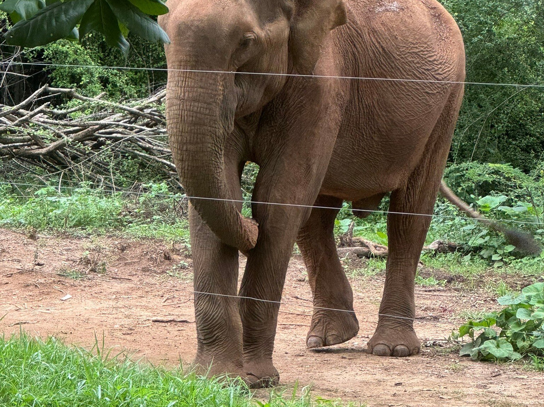 Amaze Tours-Kurunegala必去景点