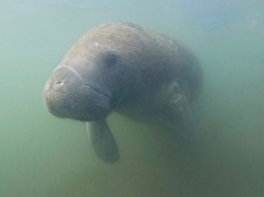 Fun 2 Dive Manatee Tours-克里斯特尔里弗必去景点
