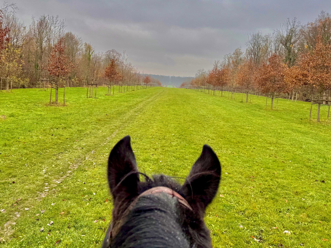 Horse in the City-巴黎必去景点