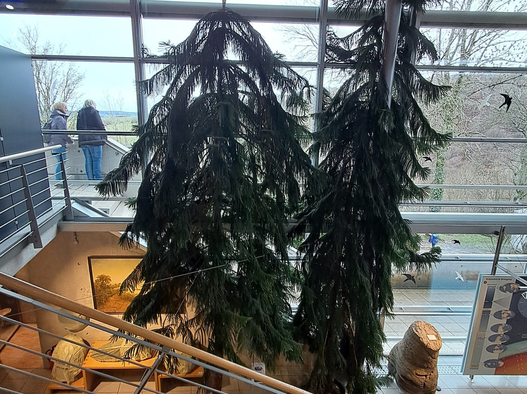 Burg Lichtenberg-Thallichtenberg必去景点