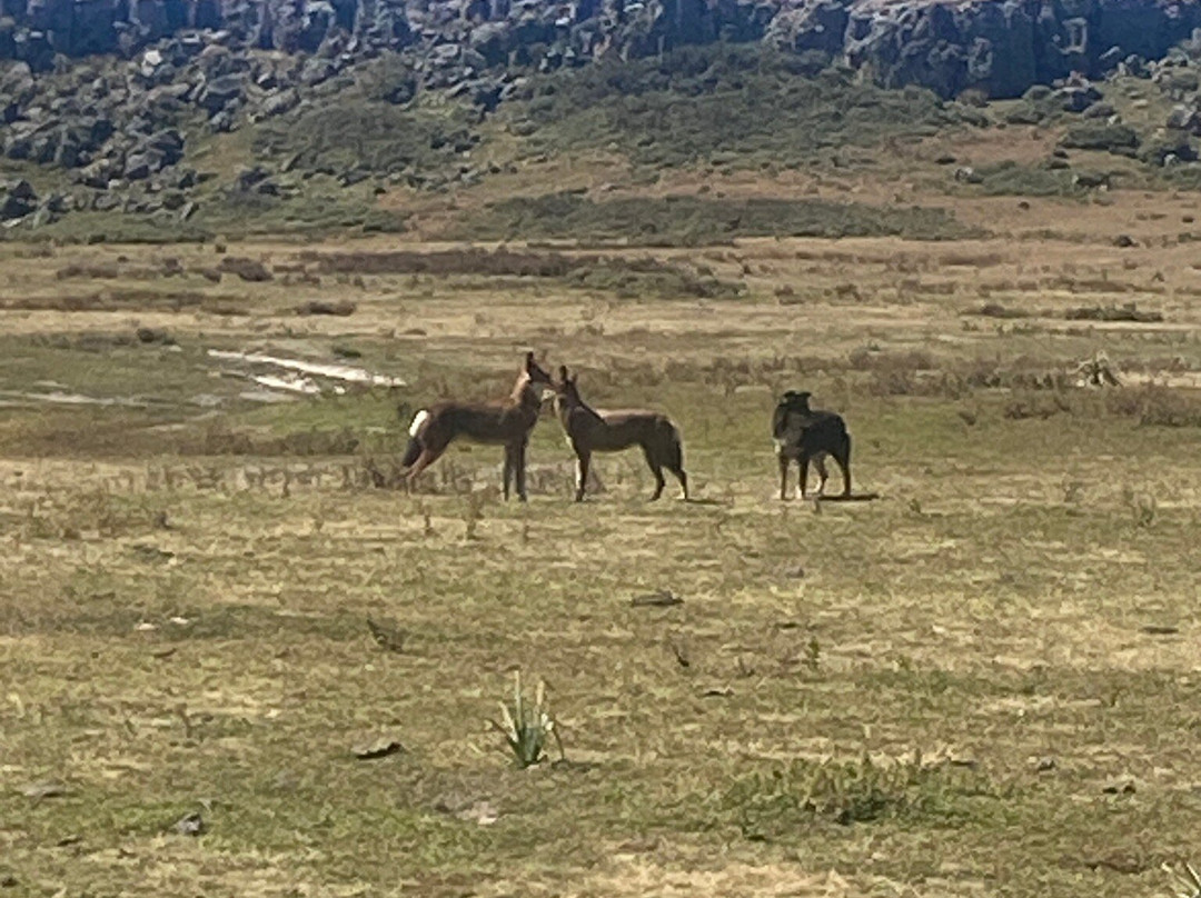Trek Ethiopia-Bale Mountains National Park必去景点
