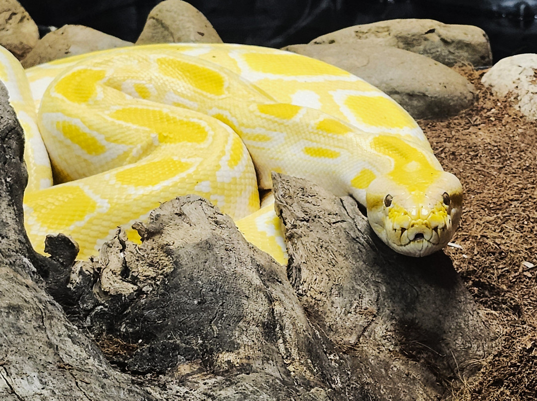 The Texas Zoo-维多利亚必去景点