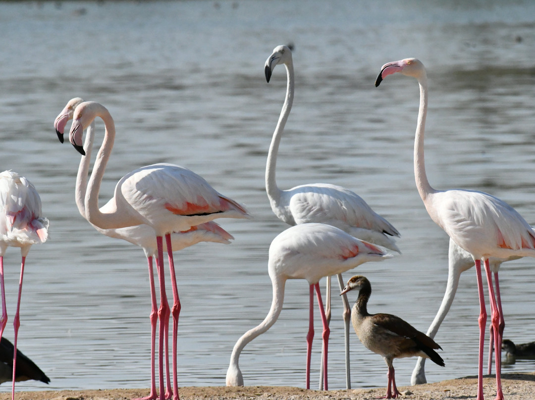 Al Qudra Lake-迪拜必去景点