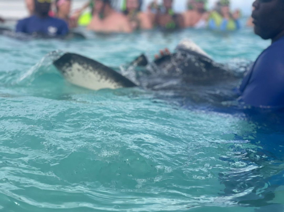 Stingray City-安提瓜必去景点