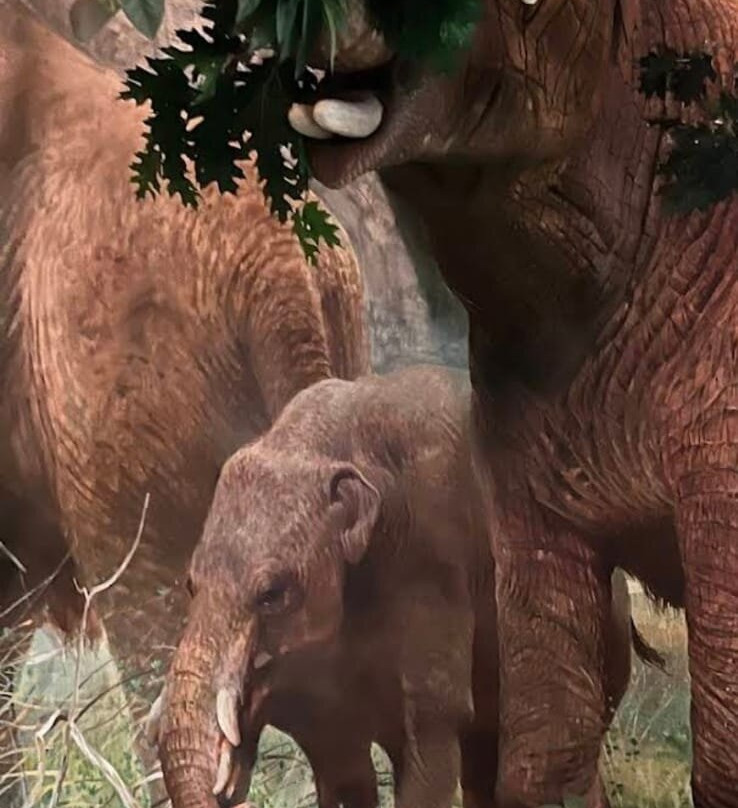 Royal Saskatchewan Museum-里贾纳必去景点