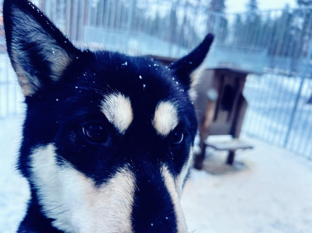 Arctic Circle Husky Park-罗瓦涅米必去景点