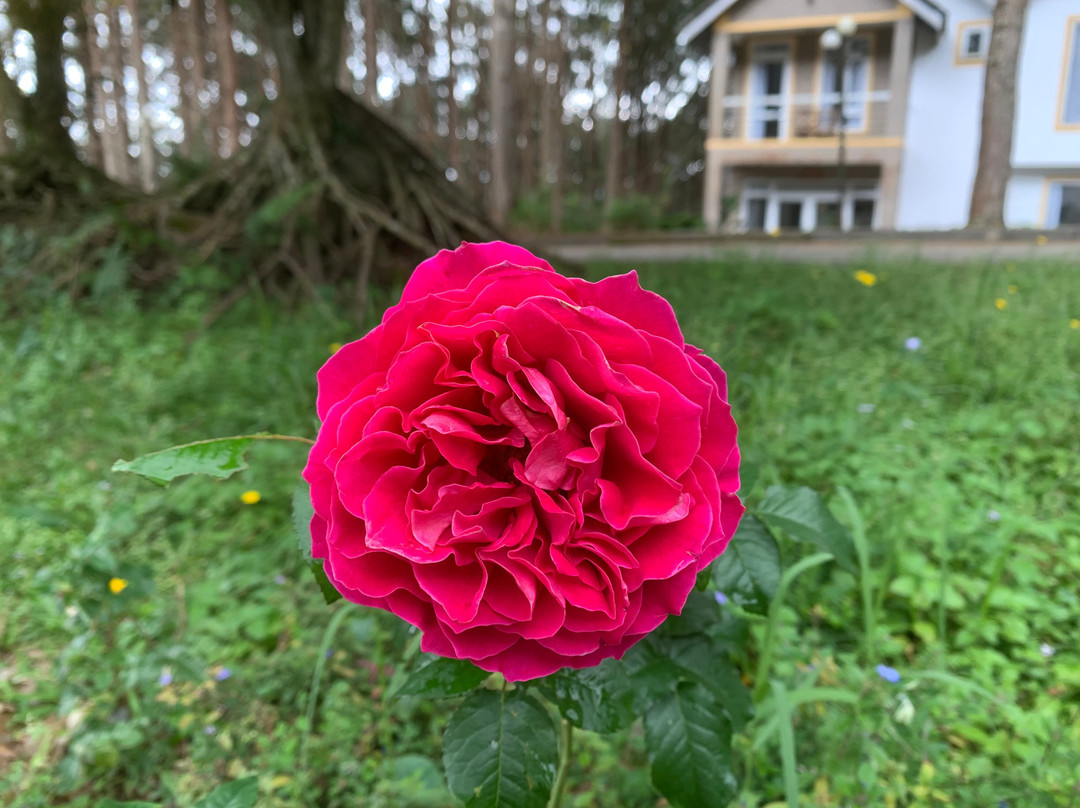 Sivananda Yoga Resort And Training Center-大勒必去景点