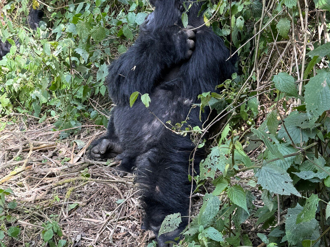 Rwanda Gorilla Trek - Day Tours-Huye必去景点