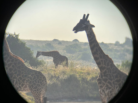 Mentors Africa Safaris Ltd-内罗毕必去景点