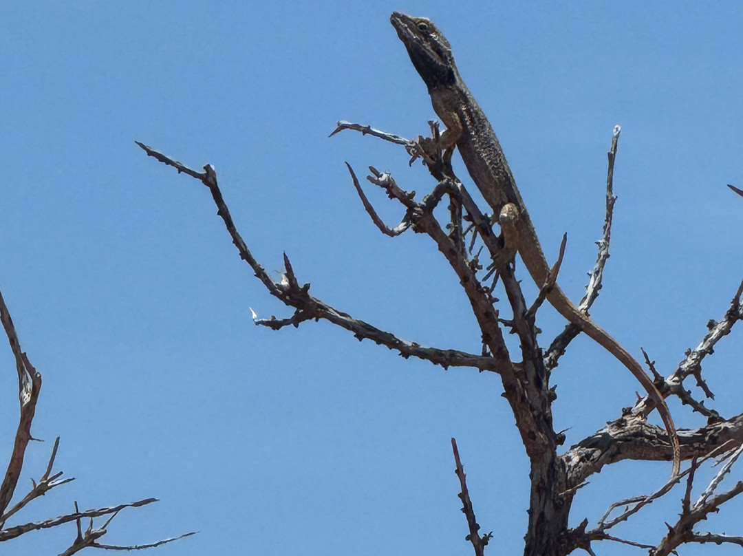 Shark Bay Coastal Tours-德纳姆必去景点