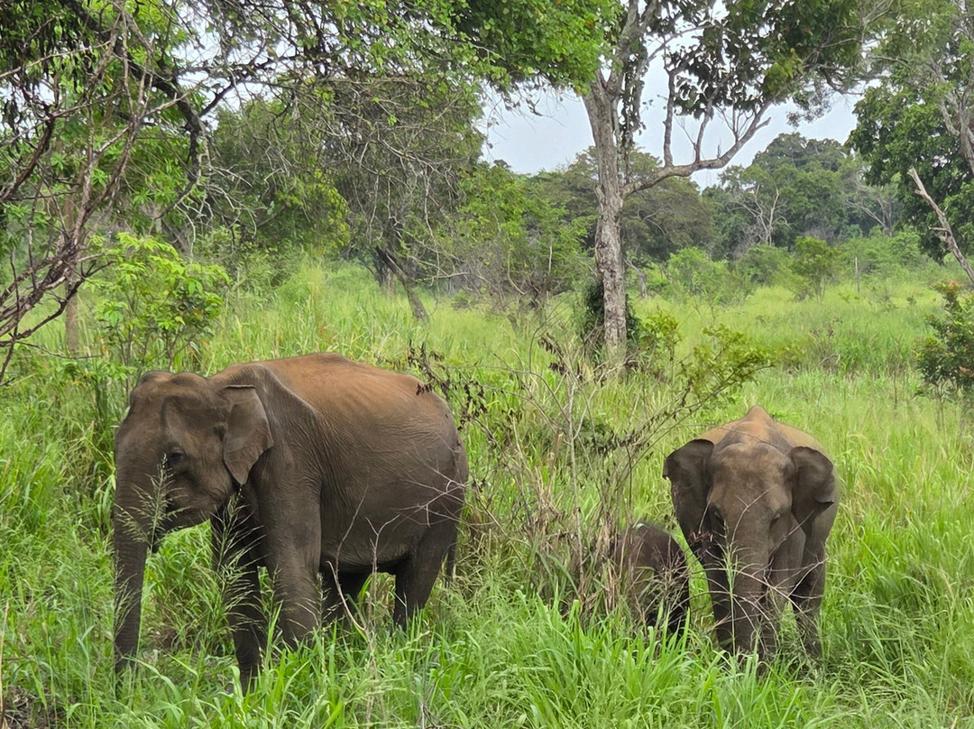 Ceylon Wild Trails Safari-哈巴拉娜必去景点