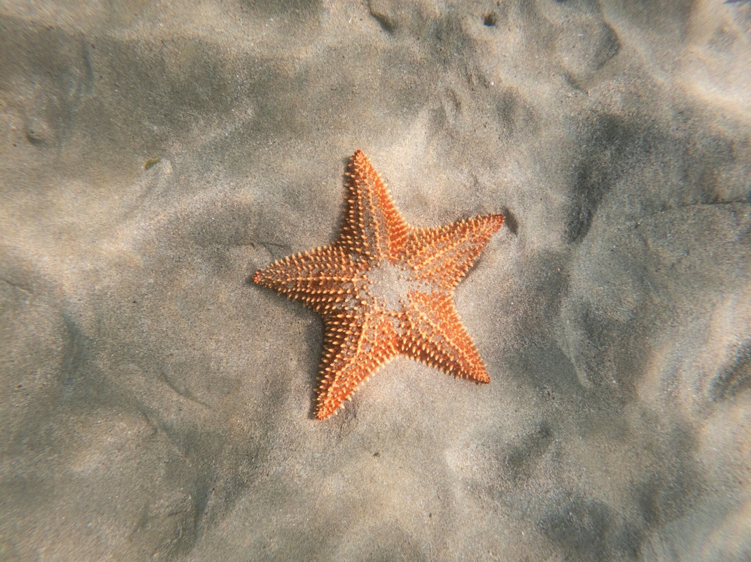 Petit Anse-Les Anses d'Arlet必去景点