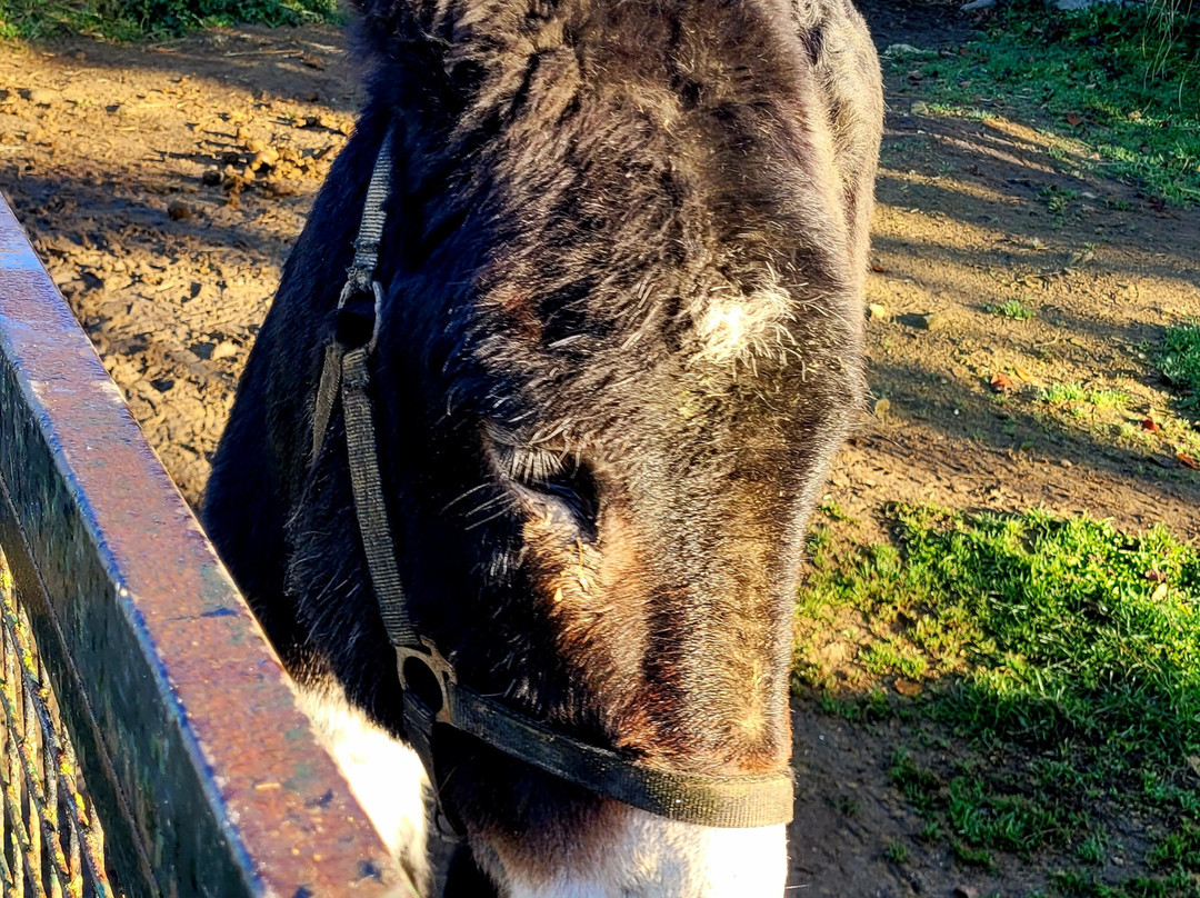 Parc Zoo du Reynou-Le Vigen必去景点