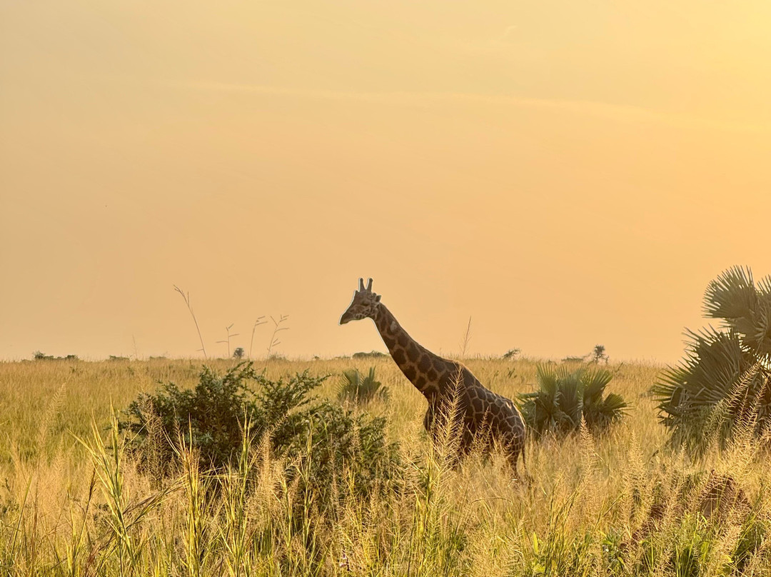 Nkuringo Safaris-布恩迪难以穿越的国家公园必去景点