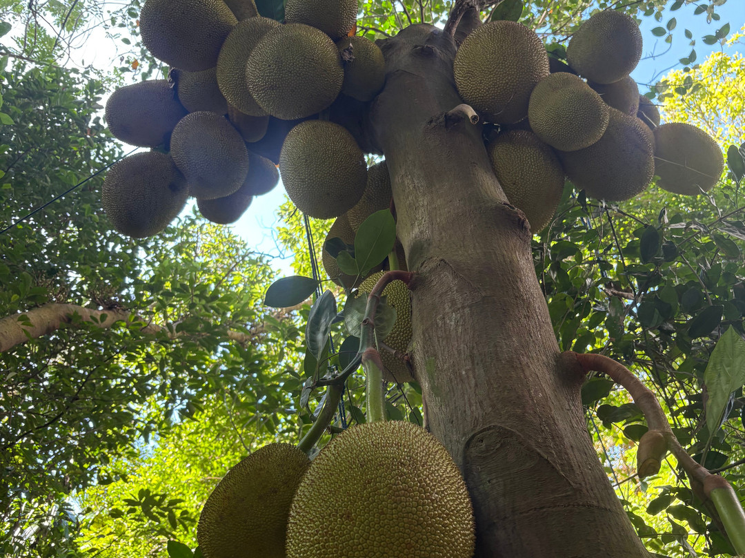 Lucky Boat Safari-班托塔必去景点