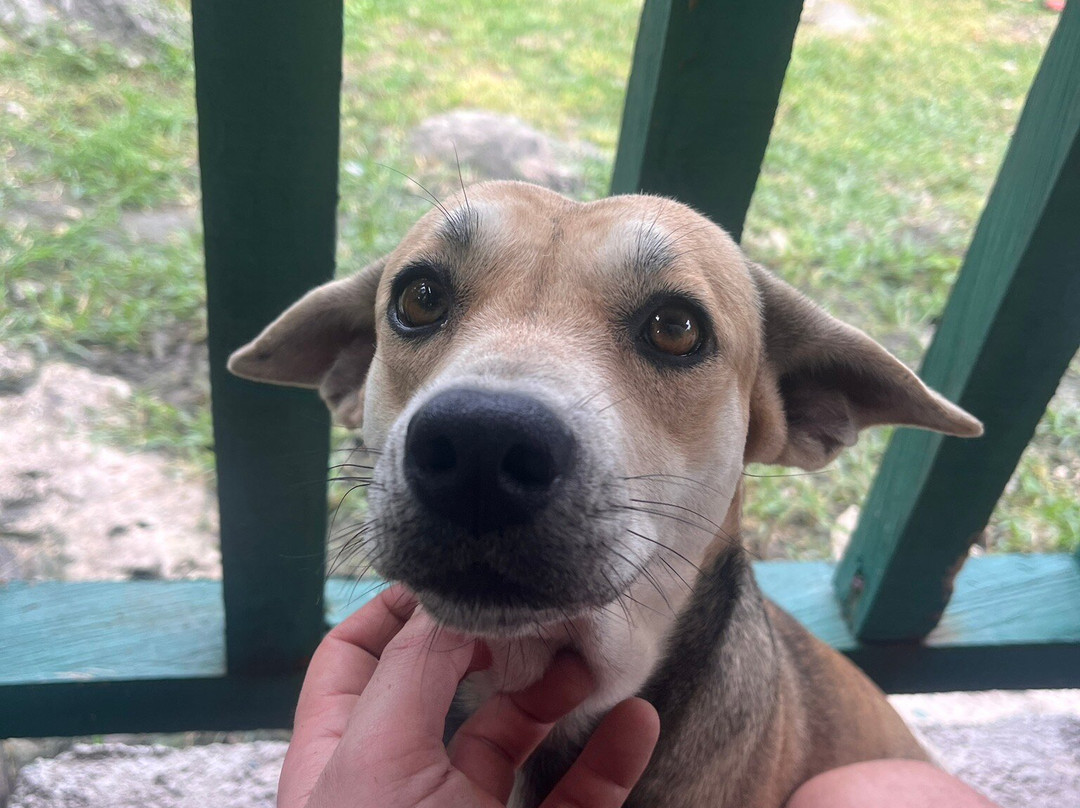 Moalboal Animal Welfare-莫阿尔博阿尔必去景点