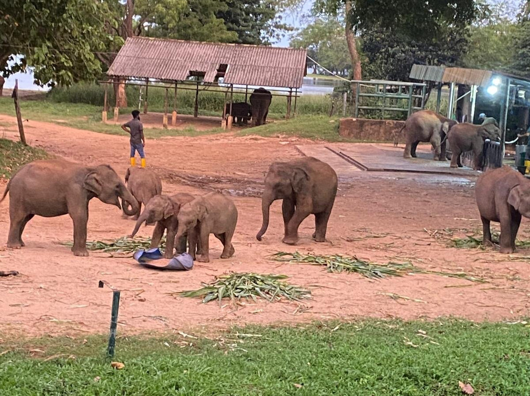 Elephant Transit Home (ETH)-乌达瓦拉维国家公园必去景点
