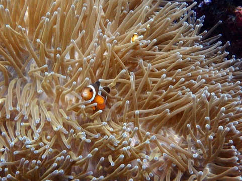 Dive center - Diver Stars-查龙必去景点