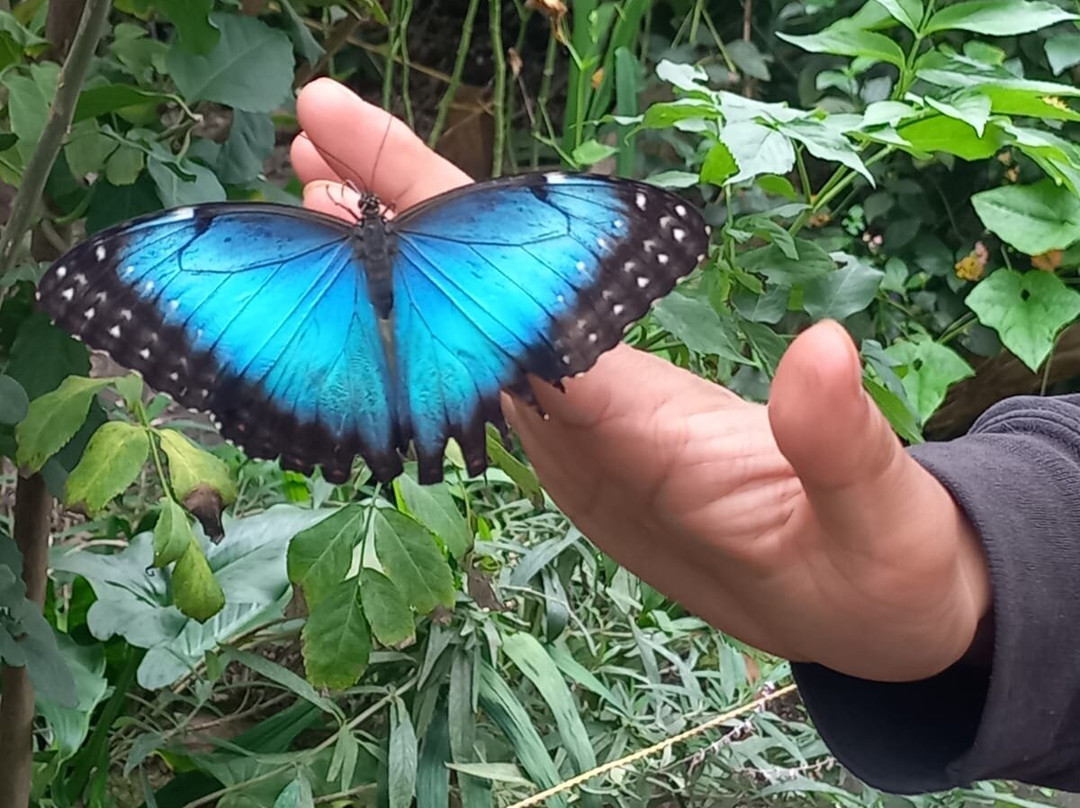 Bio Parque Monarca-Tenjo必去景点