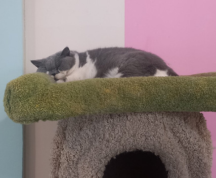 Fancy Meow Cat Cafe-罗托鲁瓦必去景点