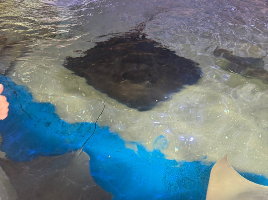 Florida Keys Aquarium Encounters-马拉松必去景点