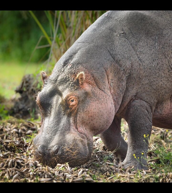 Crescent Island Game Sanctuary-奈瓦夏必去景点