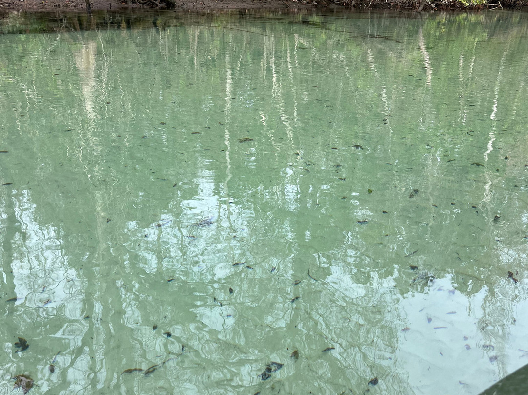 Weeki Wachee Kayaking-Weeki Wachee必去景点