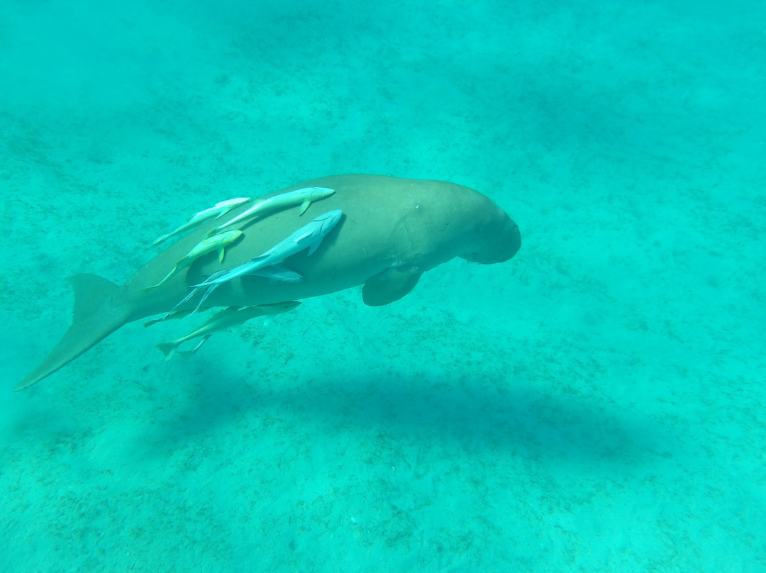 Marsa Mubarak-马萨阿拉姆必去景点