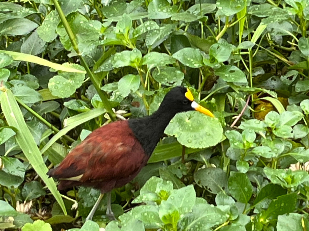 Tortuguero Natural Tours-托图杰多必去景点