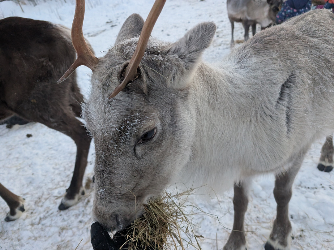 Northern Lights Park