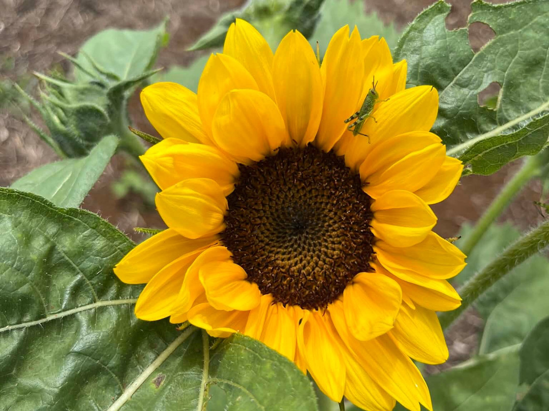 Amandine Lavender-Bargara必去景点