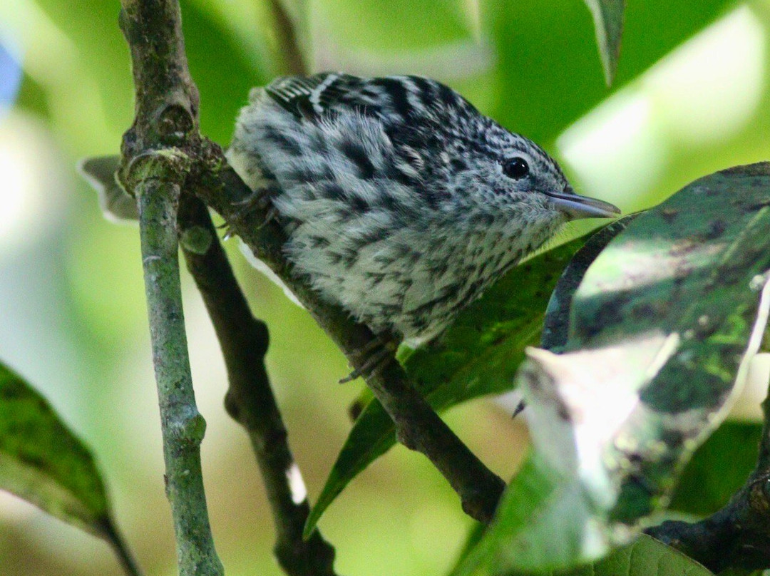 Arrowhead Birding Tours-金斯敦必去景点