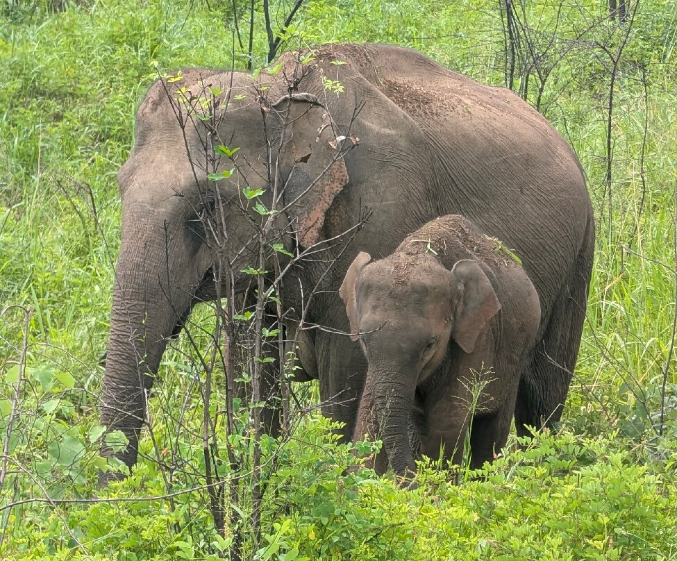 Minneriya jeep safari With Sujee-锡吉里亚必去景点