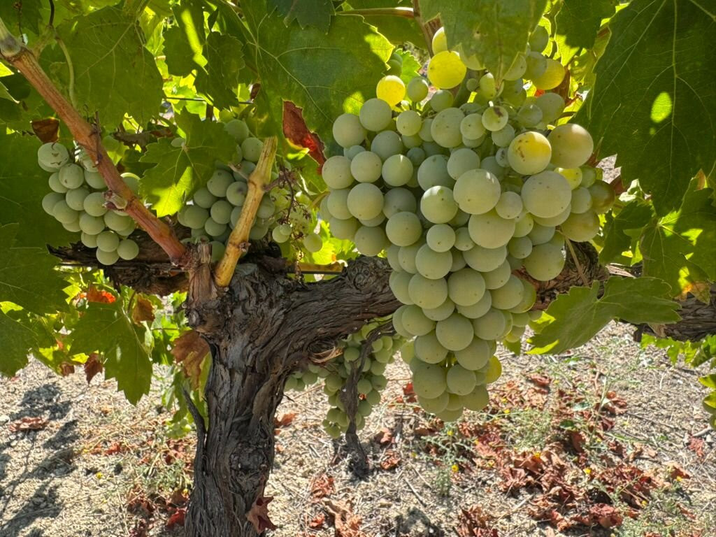 Bodegas Jesús Nazareno