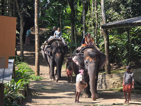 Kalpavanam Elephant Park-帖可迪必去景点