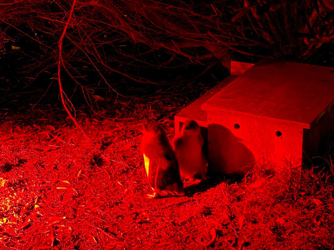 比奇诺观企鹅之旅-比奇诺必去景点