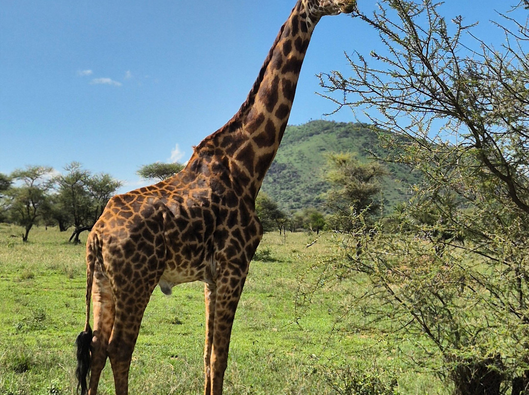Udare Safari-阿鲁沙必去景点