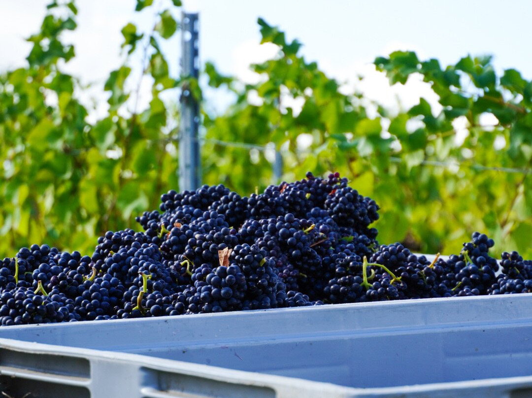 New Hall Wine Estate-Purleigh必去景点