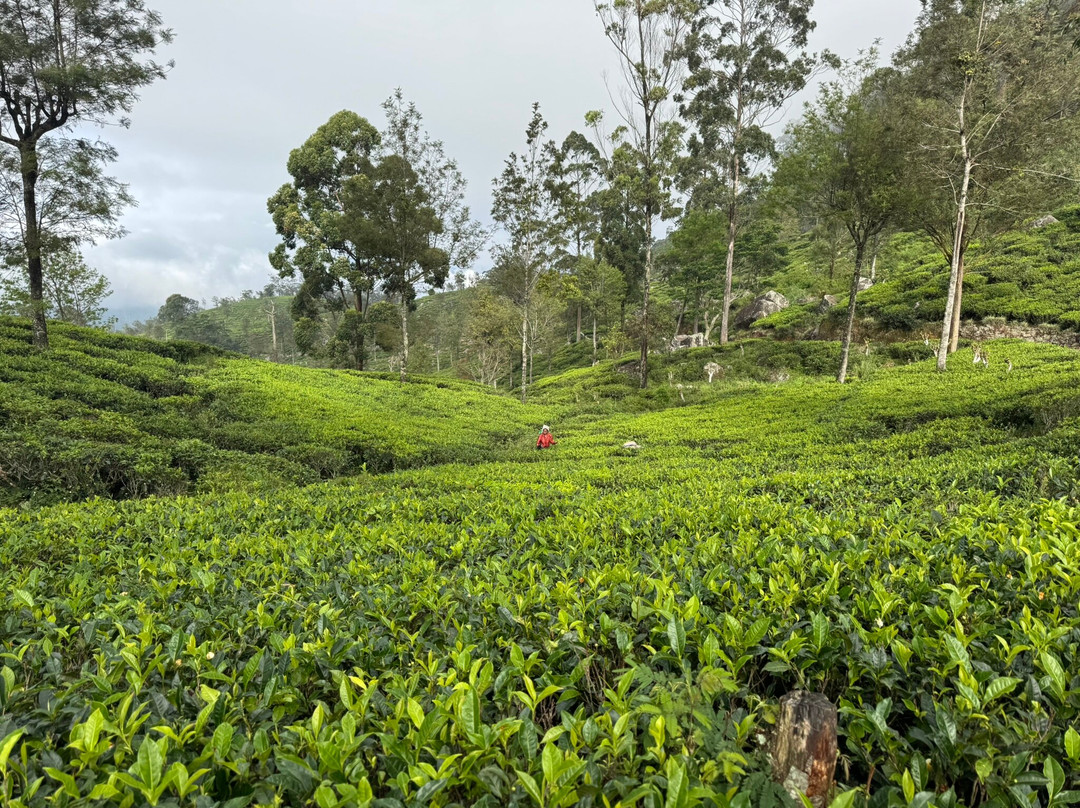 Paradise Island Safari-Gampola必去景点