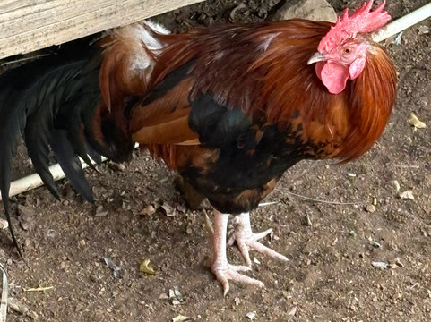 The Aloe Vera Curacao, Home of Curaloe Tour-威廉斯塔德必去景点