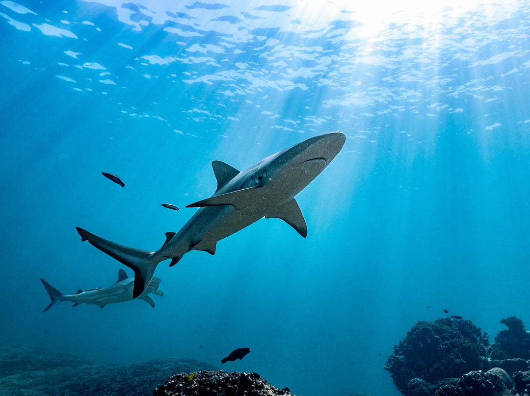 Ningaloo Reef Dive-珊瑚湾必去景点