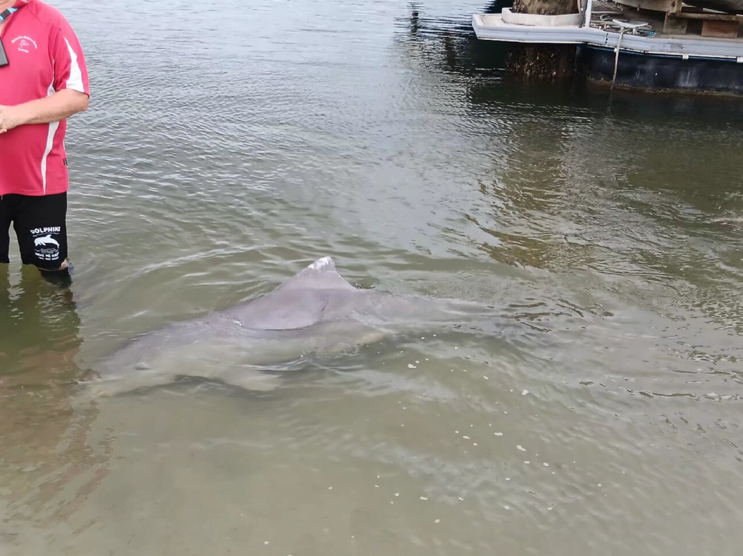 Barnacles Dolphin Centre-Tin Can Bay必去景点