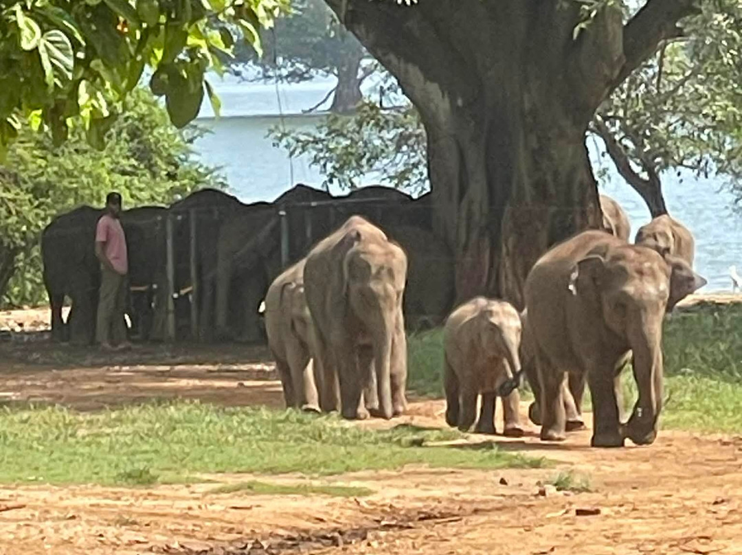 Darshana Tours - Private Driver Sri Lanka-尼甘布必去景点