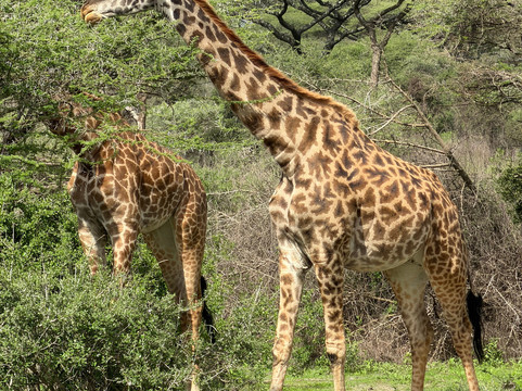 Mauly Tours & Safaris-莫西必去景点
