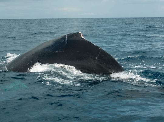 Corcovado National Park-Carate必去景点