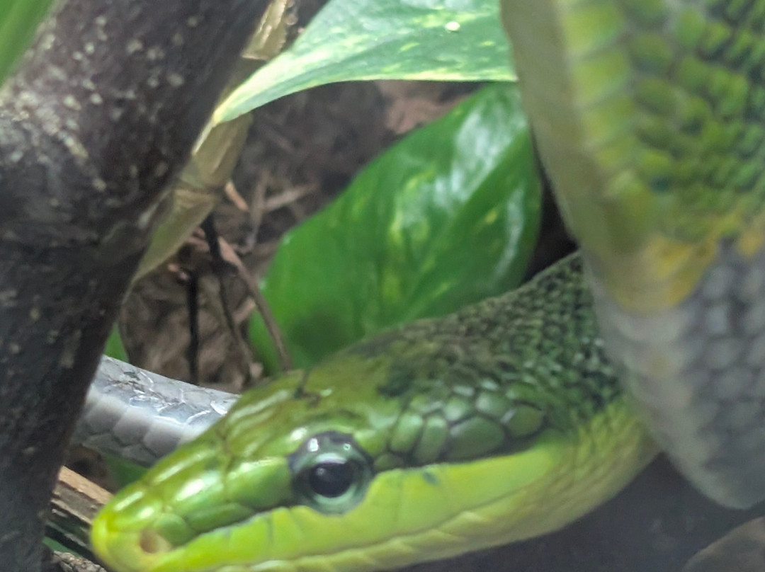 Newquay Zoo-纽奎必去景点