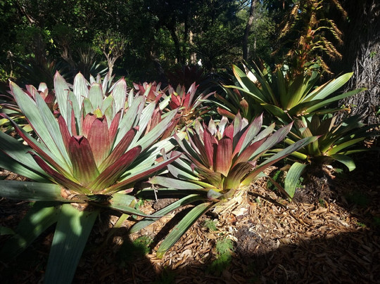 Botanischer Garten-德拉克鲁兹索尔港必去景点