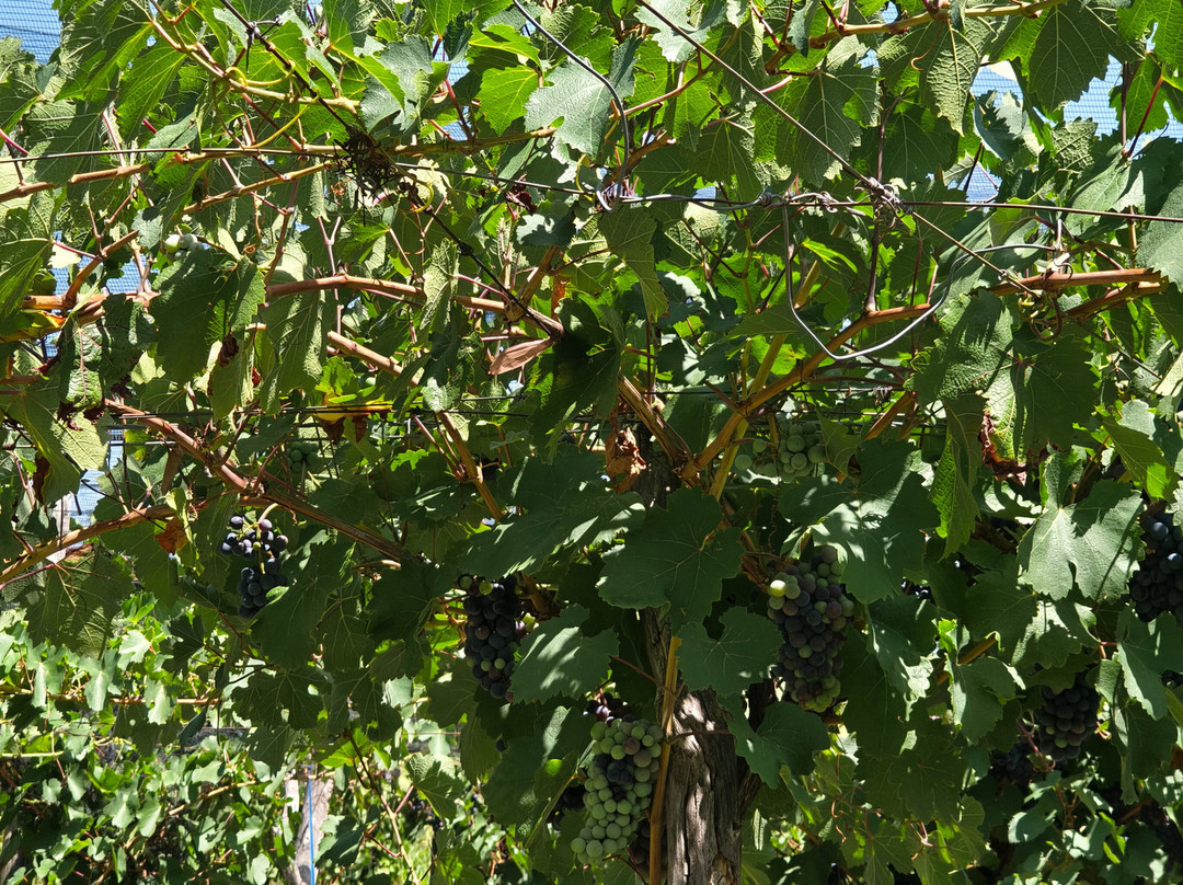 Bodega Terra Lombarda-圣拉斐尔必去景点